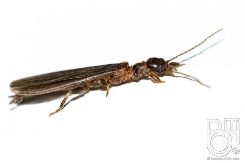 Aposthonia sp.